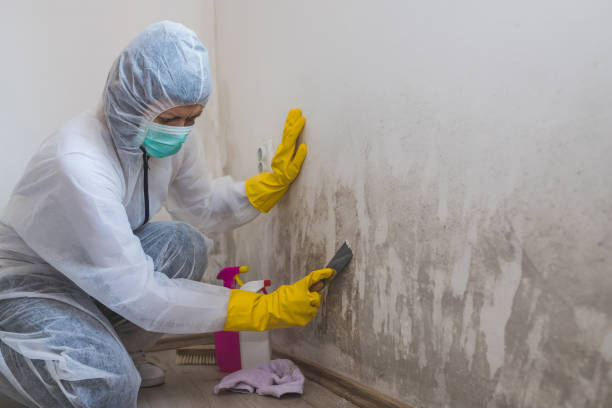 Mold Testing and Removal in Hudson, WI