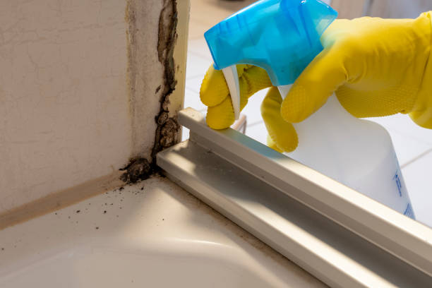Best Mold Damage Repair  in Hudson, WI