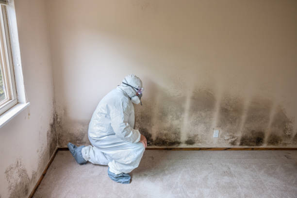 Best Crawl Space Mold Removal  in Hudson, WI