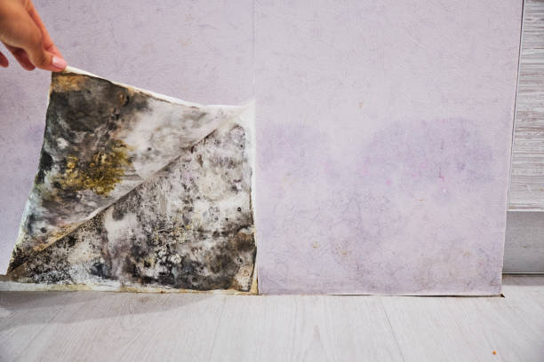 Best Mold Testing  in Hudson, WI